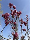 Magnolia liliflora Desr bloom in early spring