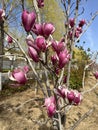 Magnolia liliflora Desr bloom in early spring