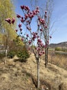 Magnolia liliflora Desr bloom in early spring