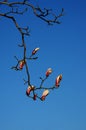 Magnolia liliflora flowers