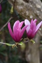 Magnolia liliflora Purple magnolia