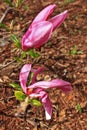 Magnolia liliflora Susan Royalty Free Stock Photo