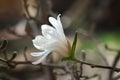 Magnolia loebneri Merrill, blossoming tree - close up Royalty Free Stock Photo