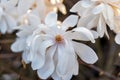 Magnolia Loebneri Wildcat. White filled blooming magnolia Royalty Free Stock Photo