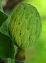 Magnolia macrophylla, the bigleaf magnolia fruit Royalty Free Stock Photo