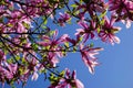 Magnolia magenta flowers on blue sky
