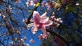 Magnolia Royalty Free Stock Photo