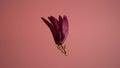 Magnolia. Magnolia virginiana. Stock video of an isolated magnolia flower rotating around a vertical axis. The flower levitates in