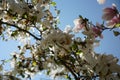 Magnolia, magnoliaceae, denudata is a flowering