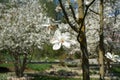 Magnolia, magnoliaceae, denudata is a flowering