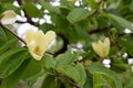 Magnolia Maxine Merrill Magnoliaceae Origine horticole.Garden