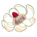 Magnolia obovate flower in bloom. vector illustration Royalty Free Stock Photo