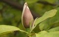 Magnolia officinalis in spring bloom