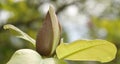 Magnolia officinalis in spring bloom