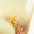 Magnolia Petal Background