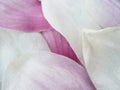 Magnolia petals