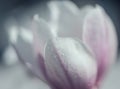 Fotografia macro di una magnolia bianca Royalty Free Stock Photo