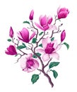 Vector botanical flowers of Pink Magnolia. Isolated magnolia illustration element. Royalty Free Stock Photo