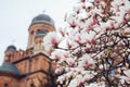 Magnolia pink blossom tree flowers, close up branch, outdoor.