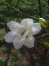 Magnolia pink blossom tree flowers, close up branch, outdoor Royalty Free Stock Photo