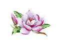 Magnolia pink flower with leaf watercolor painted illustration. Hand drawn lush spring blossom in the full bloom. Magnolia paint