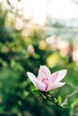 Magnolia pink flowers on branch in sunny green park. tender beau Royalty Free Stock Photo