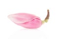 Magnolia, pink spring flower bud Royalty Free Stock Photo