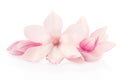 Magnolia, pink spring flowers and buds group Royalty Free Stock Photo