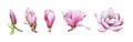 Magnolia pink tender flower watercolor painted illustration set. Hand drawn lush spring bud and blossom in the full bloom. Magnoli