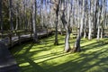 Magnolia Plantation and gardens, Charleston SC