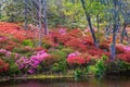 Magnolia Plantation and its Gardens near Charleston, South Carolina, USA Royalty Free Stock Photo