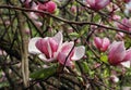 Magnolia after rain