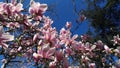 Magnolia Royalty Free Stock Photo