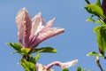 Magnolia ricki, large light pink magnolia flower Royalty Free Stock Photo