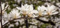 Magnolia salicifolia, several blooming flowers