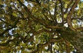 Magnolia sempreverde Grandiflora