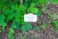 Magnolia sieboldii plant with identification label