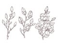 Magnolia sketch. Art floral blossom branch and flowers bunch. Drawing romantic spring plants, nature, graphic botanic