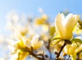 Magnolia `Solar Flair` is a deciduous tree with masses of upright, deep yellow flowers in early spring. Royalty Free Stock Photo