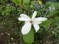 Magnolia soulangeana Alba Superba Royalty Free Stock Photo