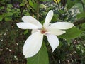 Magnolia soulangeana Alba Superba Royalty Free Stock Photo