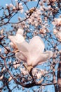 Magnolia soulangeana also called saucer magnolia flowering springtime tree with beautiful pink white flowers . Royalty Free Stock Photo