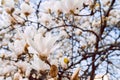 Magnolia soulangeana also called saucer magnolia flowering springtime tree with beautiful pink white flowers . Royalty Free Stock Photo