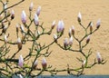 Magnolia Soulangeana in bloom Royalty Free Stock Photo