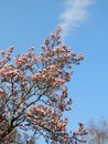 Magnolia Soulangeana in bloom Royalty Free Stock Photo