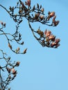 Magnolia Soulangeana in bloom Royalty Free Stock Photo