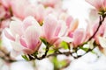 Magnolia soulangeana blossoming, spring time Royalty Free Stock Photo