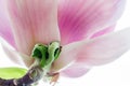 Magnolia soulangeana blossoming, spring time Royalty Free Stock Photo