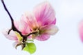 Magnolia soulangeana blossoming, spring time