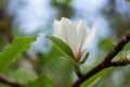 Magnolia soulangeana flower. White flower Magnolia bloom on Magnolia tree. Single white flower of magnolia, flowering